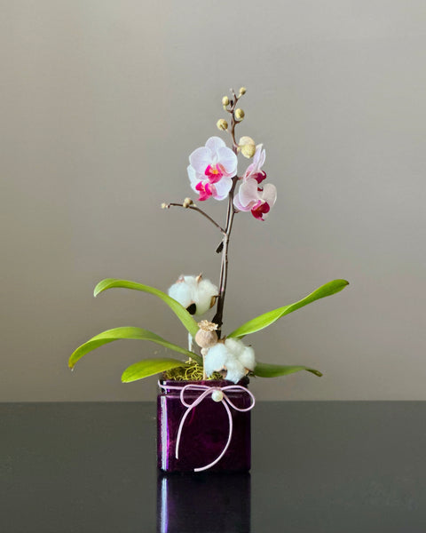 Miniature Orchid