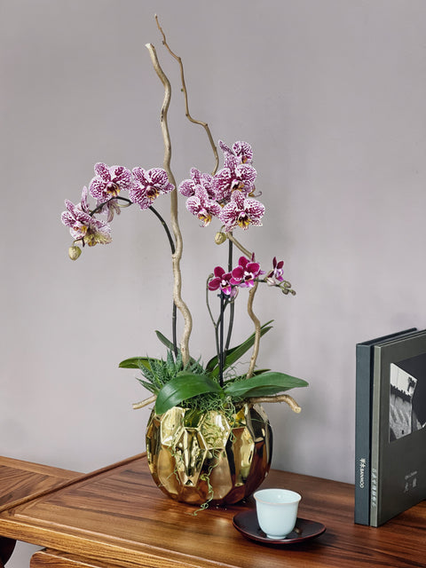 Gilded Orchid