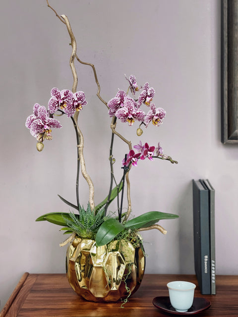 Gilded Orchid