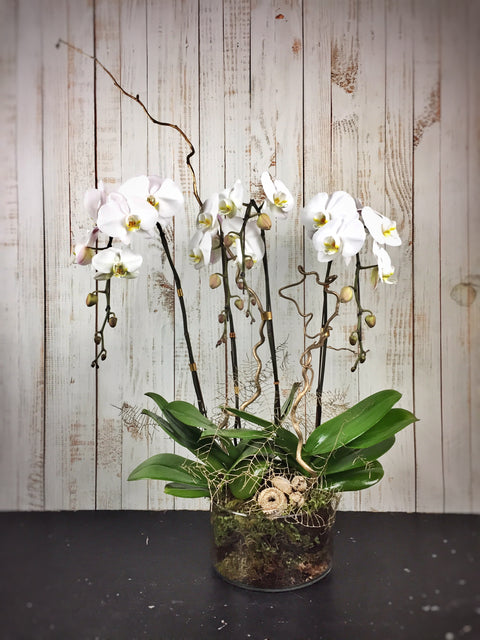Lacquered Foliage Orchid