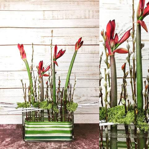 Amaryllis Marsh