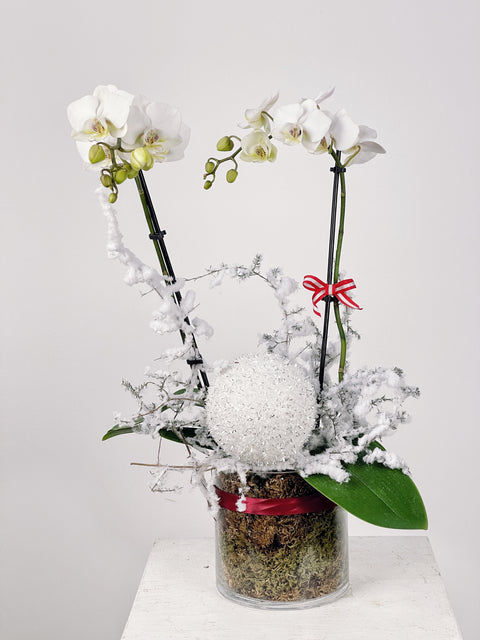 Snow White Orchid