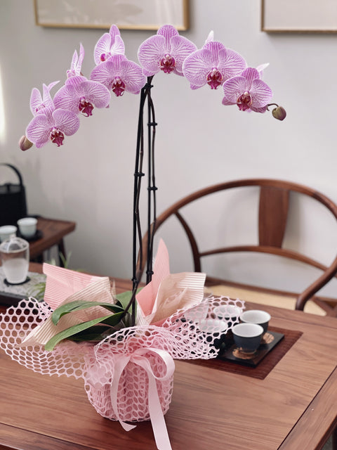 Gift-Wrapped Orchid