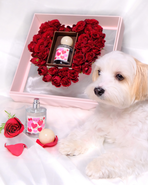 Paw Petal (Flower & Perfume) Gift Set